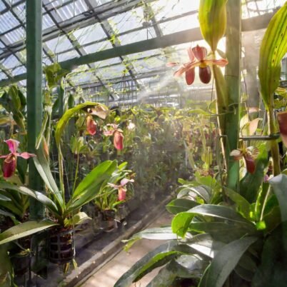 Firefly greenhouse with Nepenthes and orchids, sunlight coming through the windows, vertical garden,