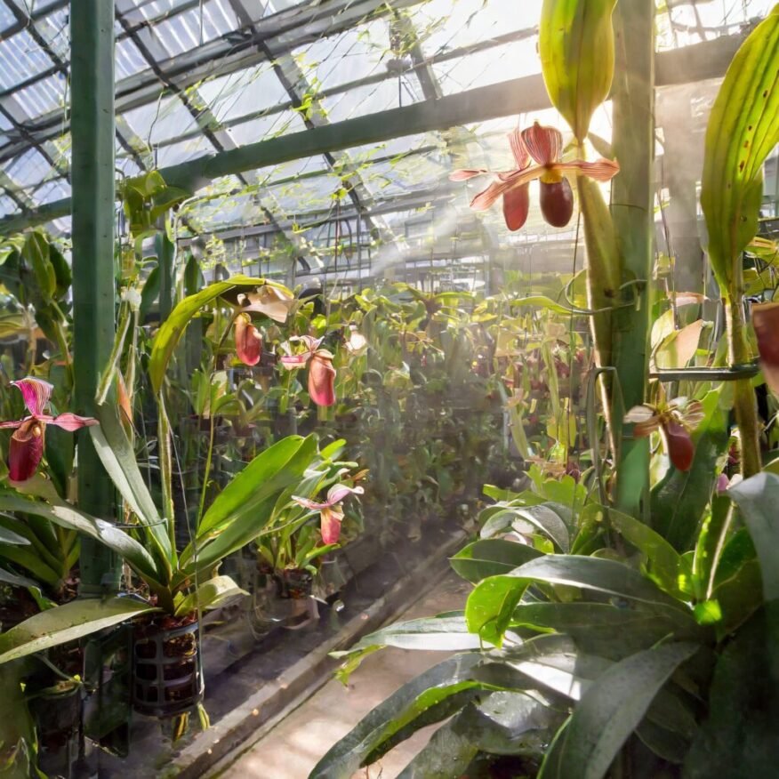 Firefly greenhouse with Nepenthes and orchids, sunlight coming through the windows, vertical garden,